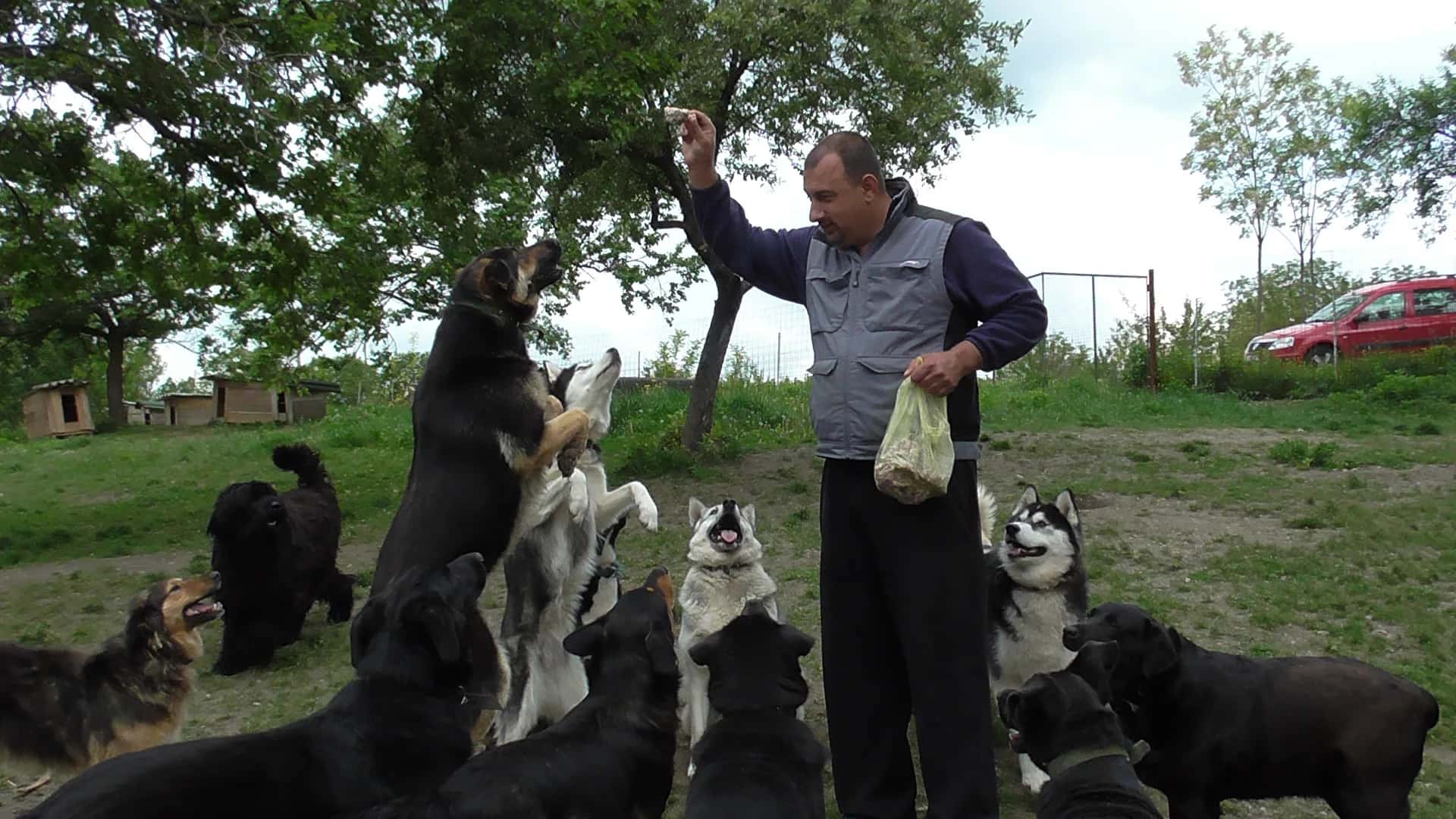 Body Language and Dog Socialisation