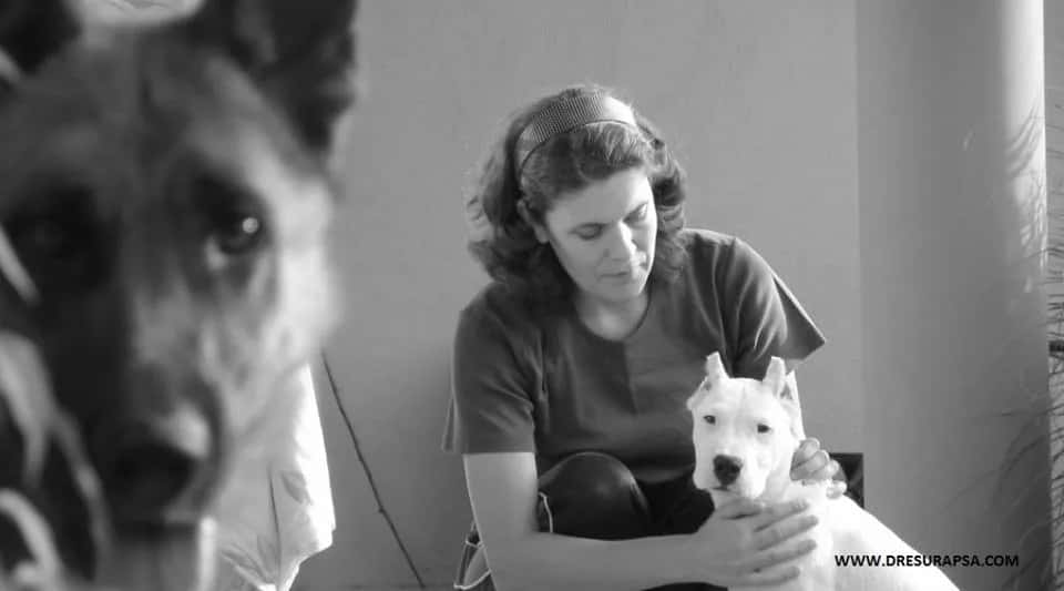How to work out your dog's iq