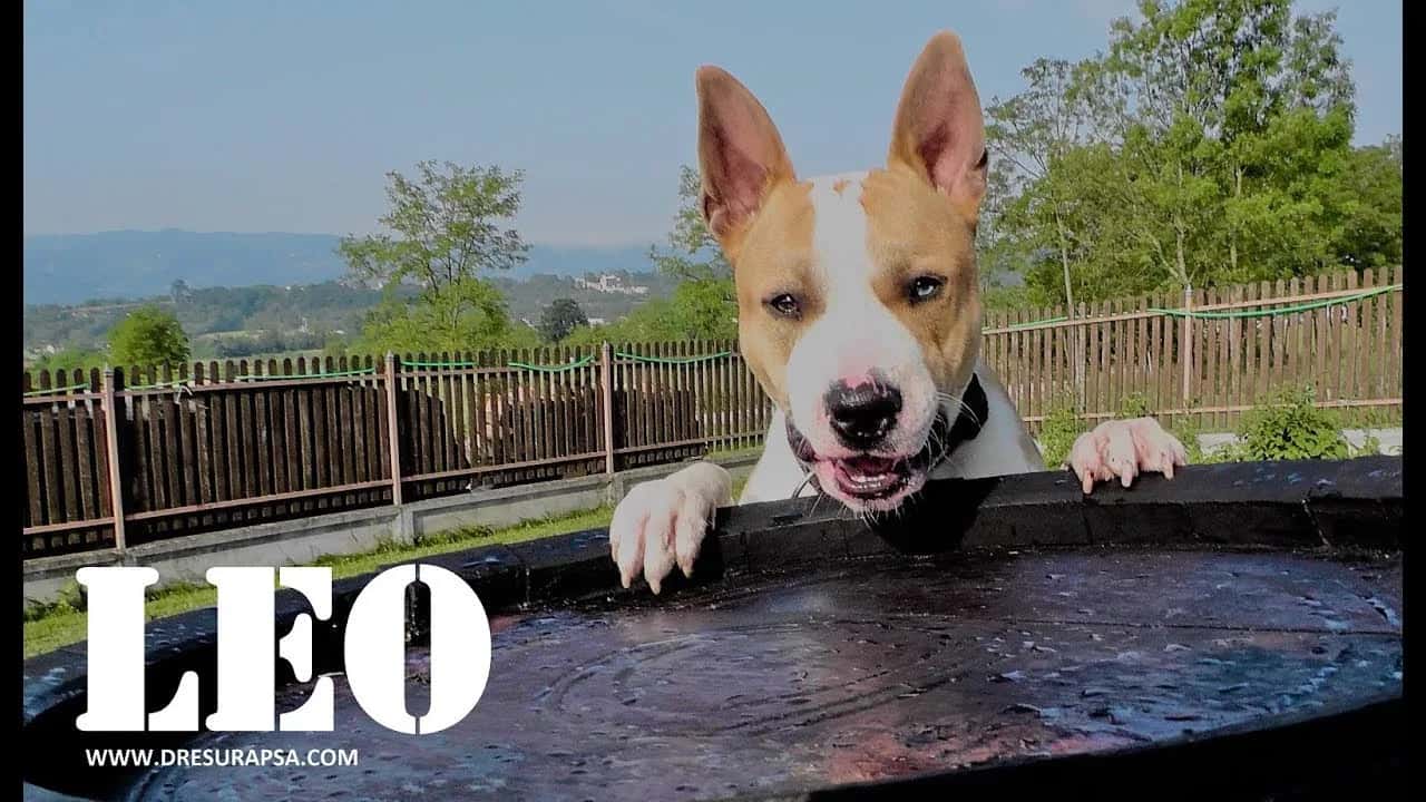 Da li je američki staford agresivan pas ili je to samo predrasuda?