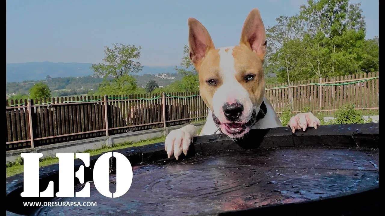 Is the American Staffordshire Terrier an aggressive dog, or is that just a prejudice?