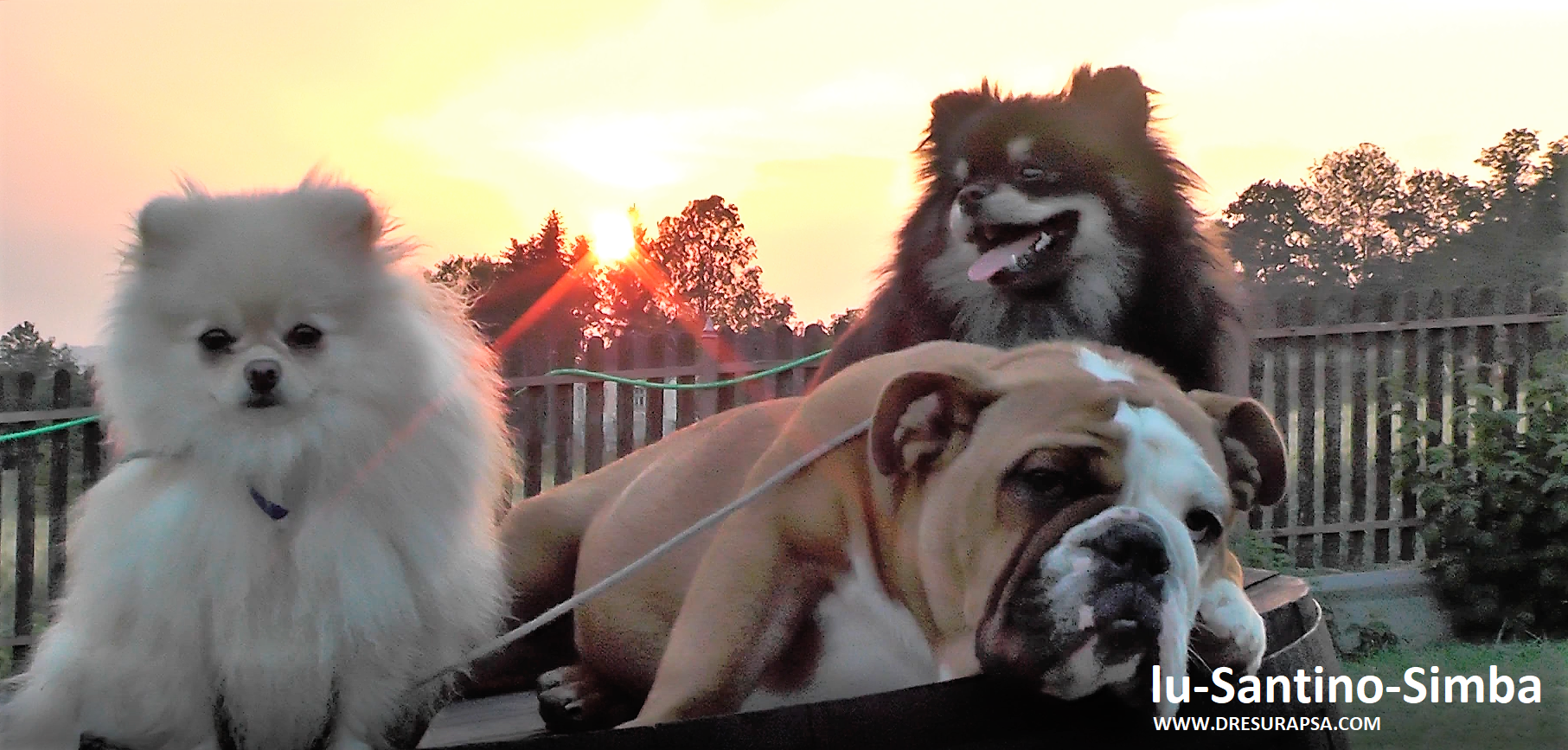 Svaki pas je ogledalo svog vlasnika